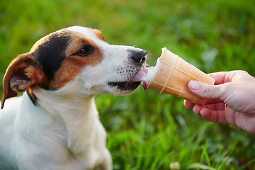 Image showing small dog breeds Jack Russell Terrier eats ice cream