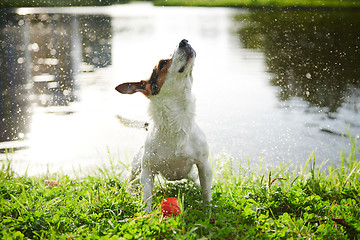 Image showing Funny dog shaking off water