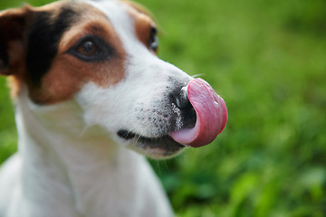 Image showing Funny Jack Russell licking his nose with pink tongue