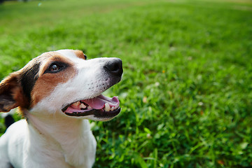 Image showing Funny dog sitting in park