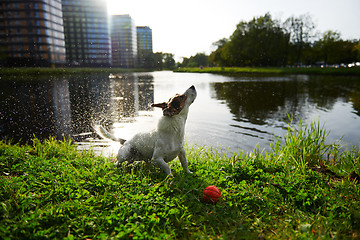 Image showing Funny dog shaking off water