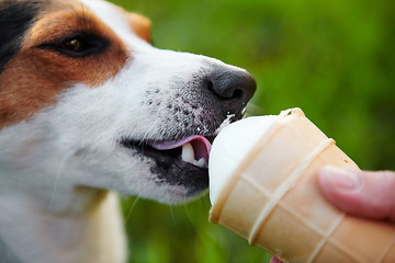 Image showing small dog breeds Jack Russell Terrier eats ice cream