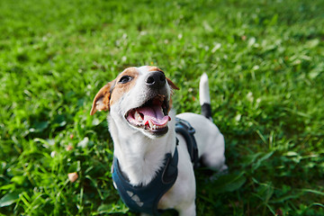 Image showing Funny dog sitting in park