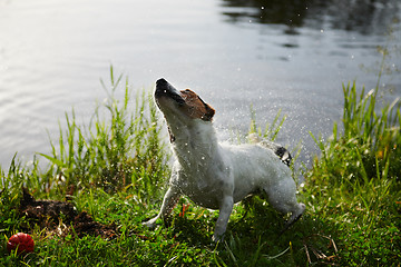 Image showing Funny dog shaking off water