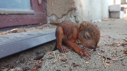 Image showing Little squirrel baby sitting