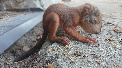 Image showing Little squirrel baby sitting