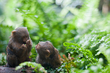Image showing Pair of pygmy monkeys sitting in green grass.