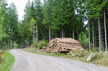 Image showing Woodpile by roadside in a coniferous forest