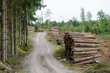 Image showing Woodpiles by a gravel road side