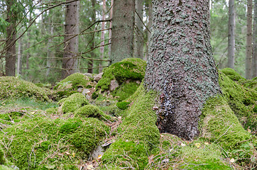 Image showing Green mossy forest floor