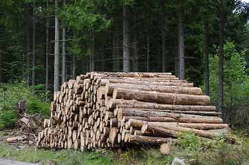 Image showing Logs in a woodpile