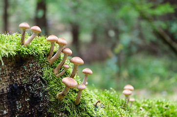 Image showing Mushrooms growing on a mossy tree stump