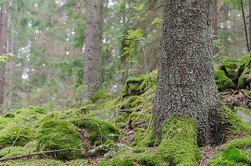 Image showing Green spruce forest ground