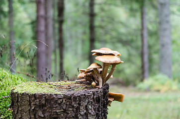 Image showing Group of mushrooms on a tree stump