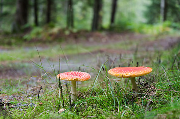 Image showing Red mushroms in a green forest