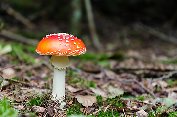 Image showing Beautiful Death Cap mushroom