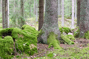 Image showing Moss covered forest ground