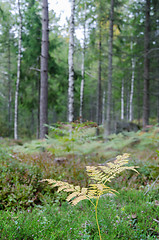 Image showing Yellow fern plant in a green forest