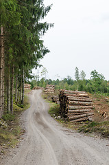 Image showing Log-piles by a gravel roadside