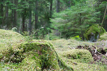 Image showing Moss covered old stump