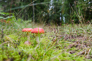 Image showing Death Cap mushrooms on forest floor