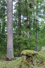 Image showing Mossy old tree stump
