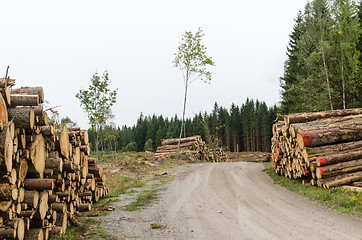 Image showing Log stacks by roadside