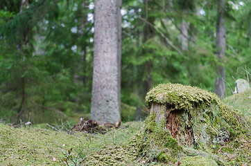 Image showing Old moss wrapped tree stump