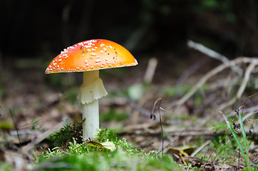 Image showing One growing Death Cap