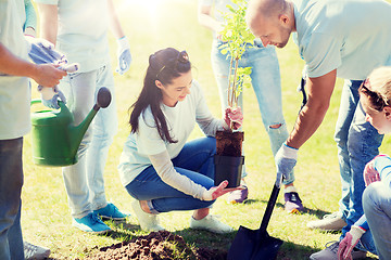 Image showing group of volunteers planting tree in park