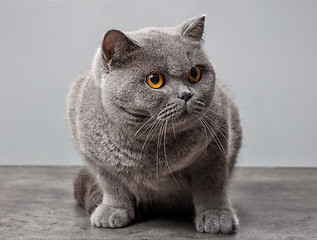 Image showing grey british shorthair cat