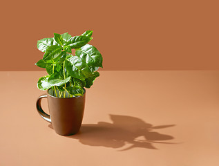 Image showing coffee plant in a brown cup