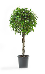 Image showing Ficus tree on a white background