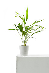 Image showing Areca palm on white background