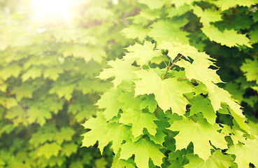 Image showing close up of maple tree