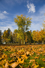 Image showing fall scene