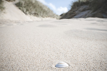 Image showing White sea shell in the sand