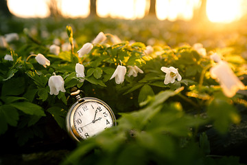 Image showing Golden pocket watch in a forest with anemone flowers