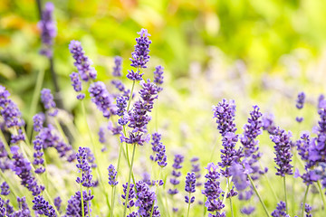 Image showing Purple wildflowers on a meadow in the summer