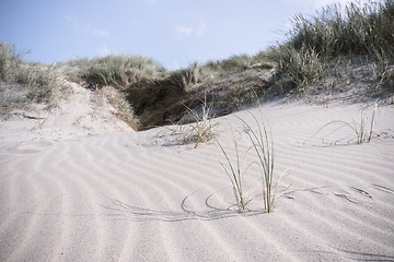 Image showing Lyme grass on a dune near the sea