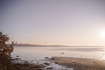 Image showing Flock of seagulls flying over a frozen lake