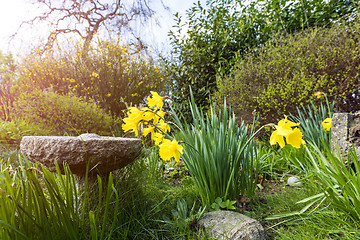 Image showing Garden in the spring with blooming yellow daffodils