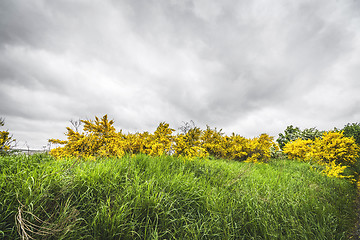 Image showing Yellow broom bushes in green grass