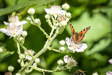 Image showing Tortoiseshell butterfly in orange colors