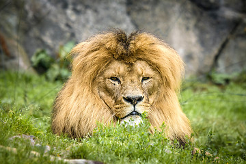 Image showing Male lion with a large mane relaxing