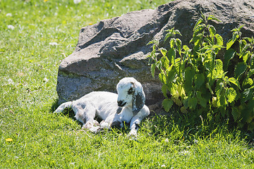 Image showing Cute goating taking a nap in the summer