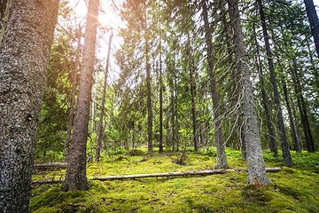 Image showing Pine forest with green moss and sunshine