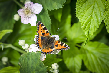 Image showing Beautiful Tortoiseshell butterfly with open wings