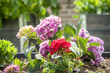 Image showing Red and violet flowers in a flowerbed