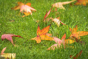 Image showing Autumn maple leaves on a green lawn